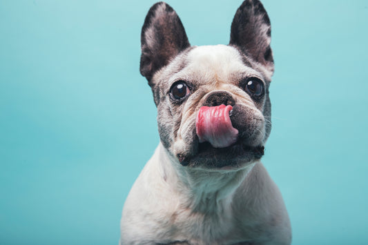 Dog Licking Lips