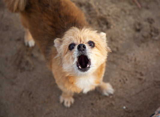 Is My Dog Barking Too Much? Is There a Legal Limit?