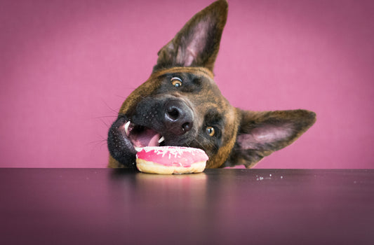 Dog,Wants,To,Have,A,Donut