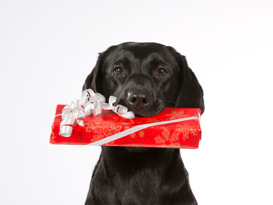 Black,Dog,Is,Holding,A,Christmas,Present,In,It's,Mouth.