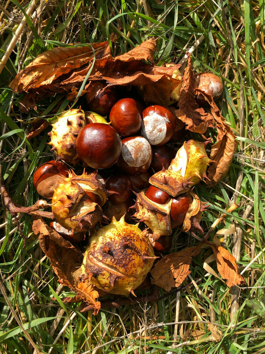 Are Conkers Poisonous to Dogs? Autumn Dangers and Safe Fun