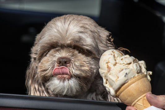 Where can you buy dog ice cream?