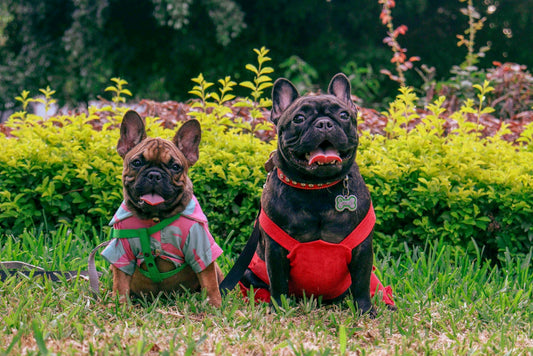 Top French Bulldog Gifts for Every Dog Lover