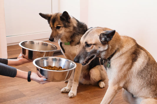 What to feed dogs with itchy skin