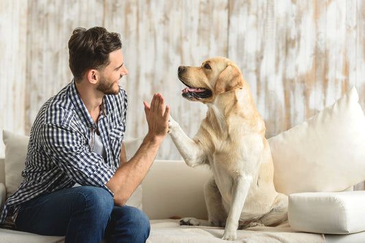 Happy,Guy,Sitting,On,A,Sofa,And,Looking,At,Dog