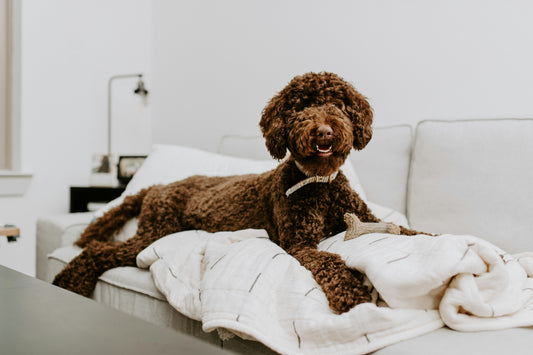 Brown Labradoodle lying on a couch, smiling.