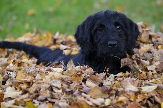 A  black Labradoodle puppy lying in a pile of autumn leaves, looking directly at the camera. e surrounding leaves are a mix of yellow, brown, and orange.