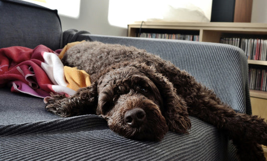 A labradoodle lying on a grey couch, resting its head on the armrest, surrounded by colorful blankets.