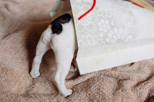 A small dog with black and white fur is sticking its head into a gift bag, leaving only its back legs and tail visible.
