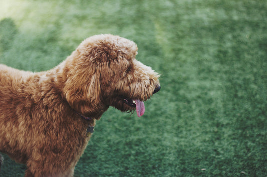 A Labradoodle with a curly, golden coat standing on green grass, facing to the right with its tongue out.