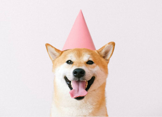 Get your dog ready to party with DeeDoggy.com! Our selection of gifts for dogs will make your furry friend as happy as can be.