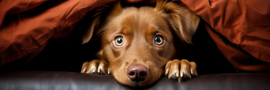 Does My Dog Have Separation Anxiety?