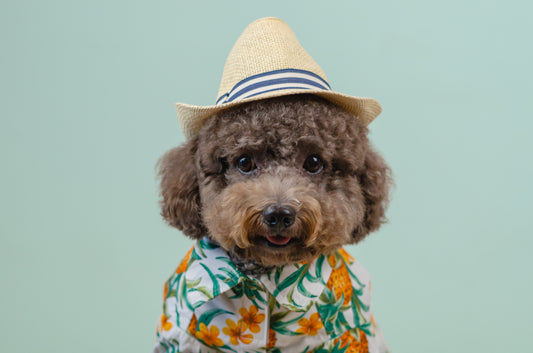 Can You Match the Star to Their Furry Friend?