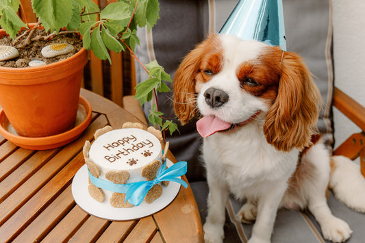 Indulging Your Pup: A Guide to Birthday Treats for Dogs