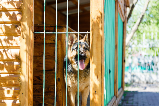 A Guide to Dog Kennel Costs in the UK