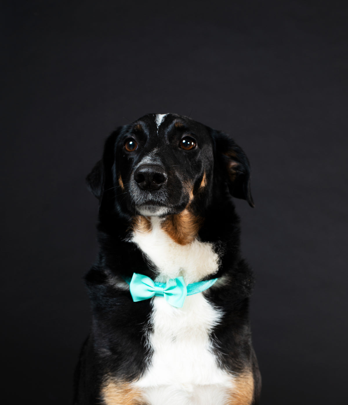 Breed-Inspired Unique Deedoggy Gifts