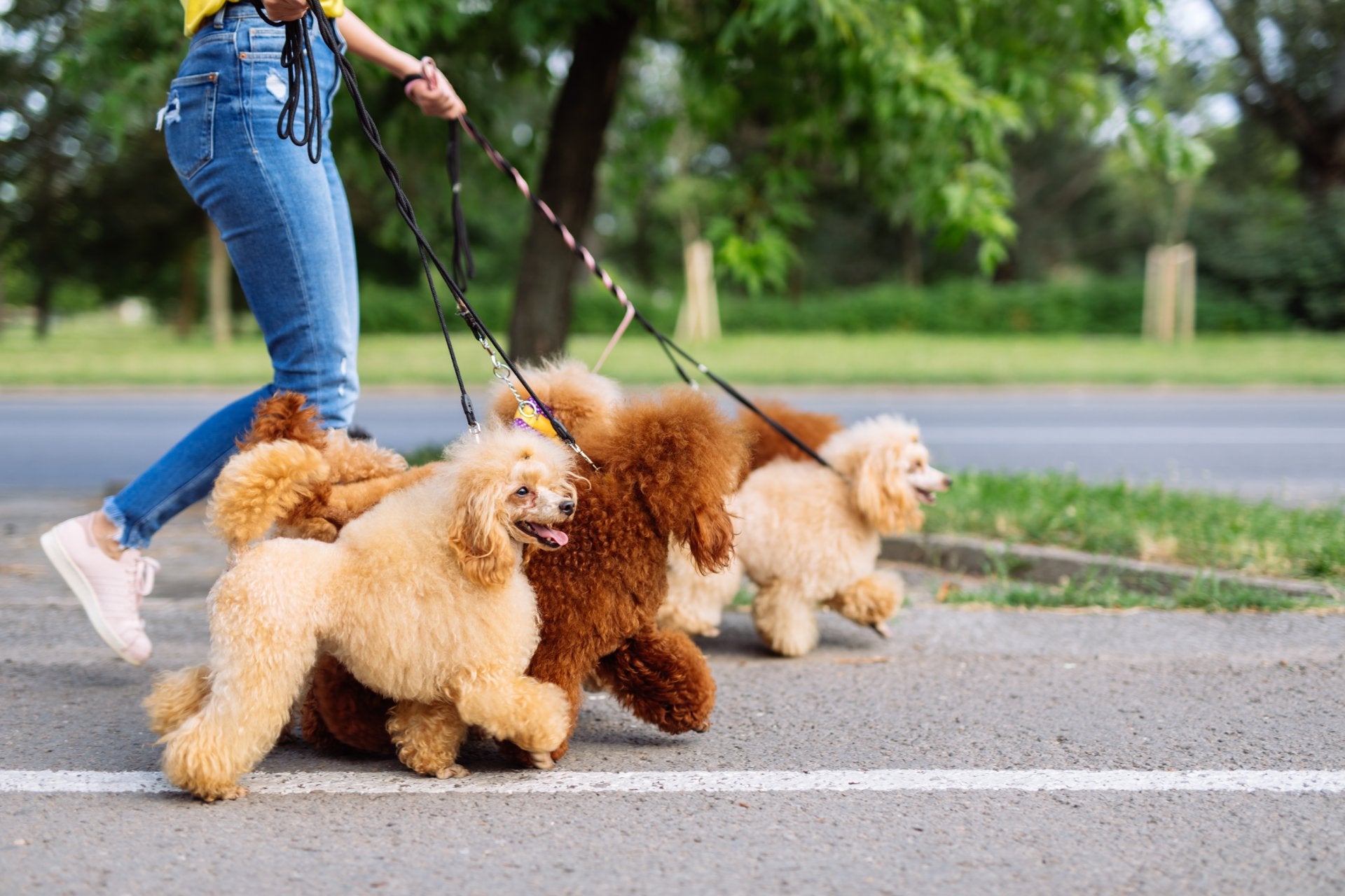 How Many Dogs Can You Walk? – DeeDoggy