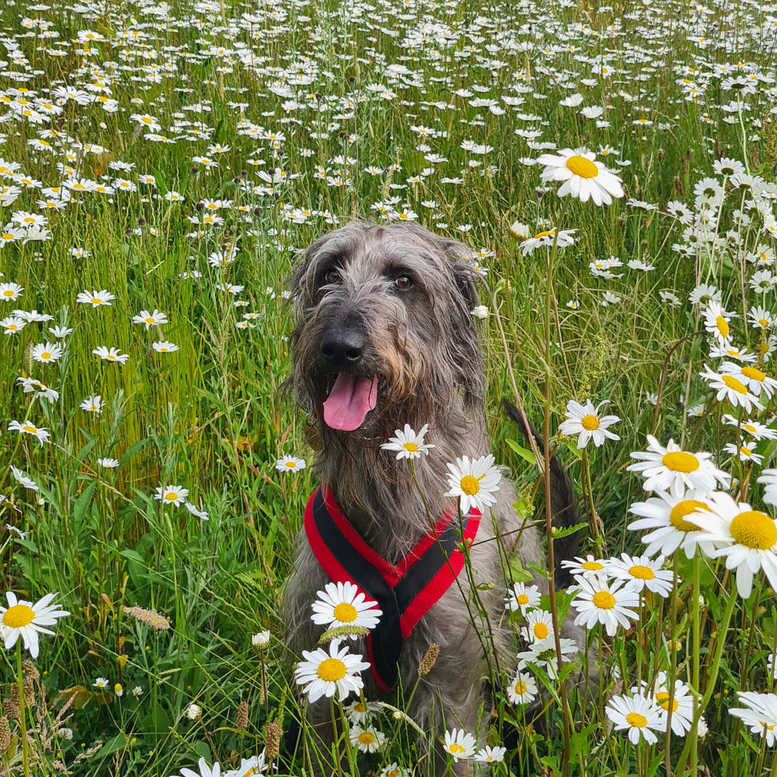 Dog sitting in long meadow grass and daisies for a blog about why dogs eat grass