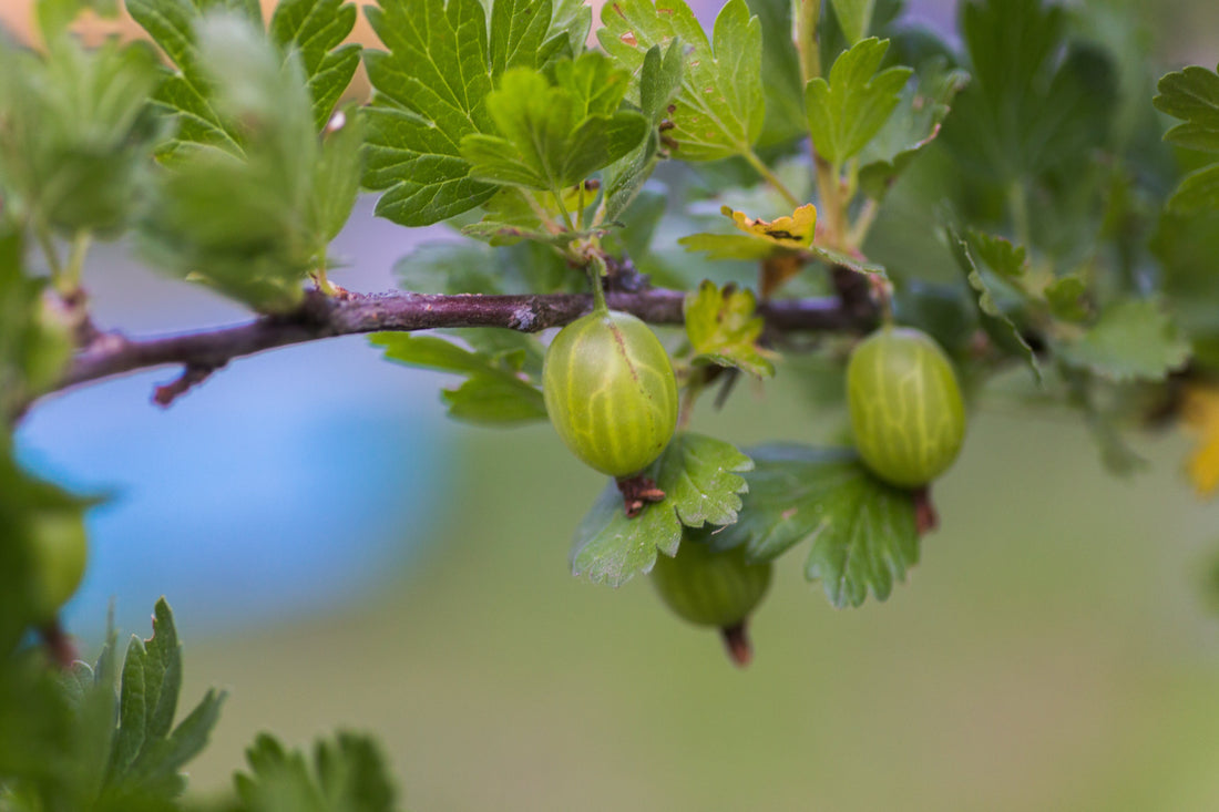 Fresh gooseberries growing on a branch in a garden