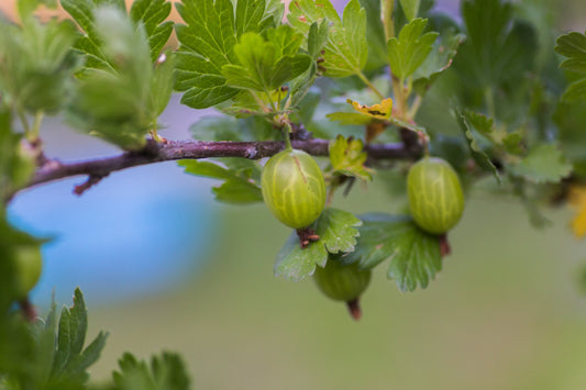 Fresh gooseberries growing on a branch in a garden