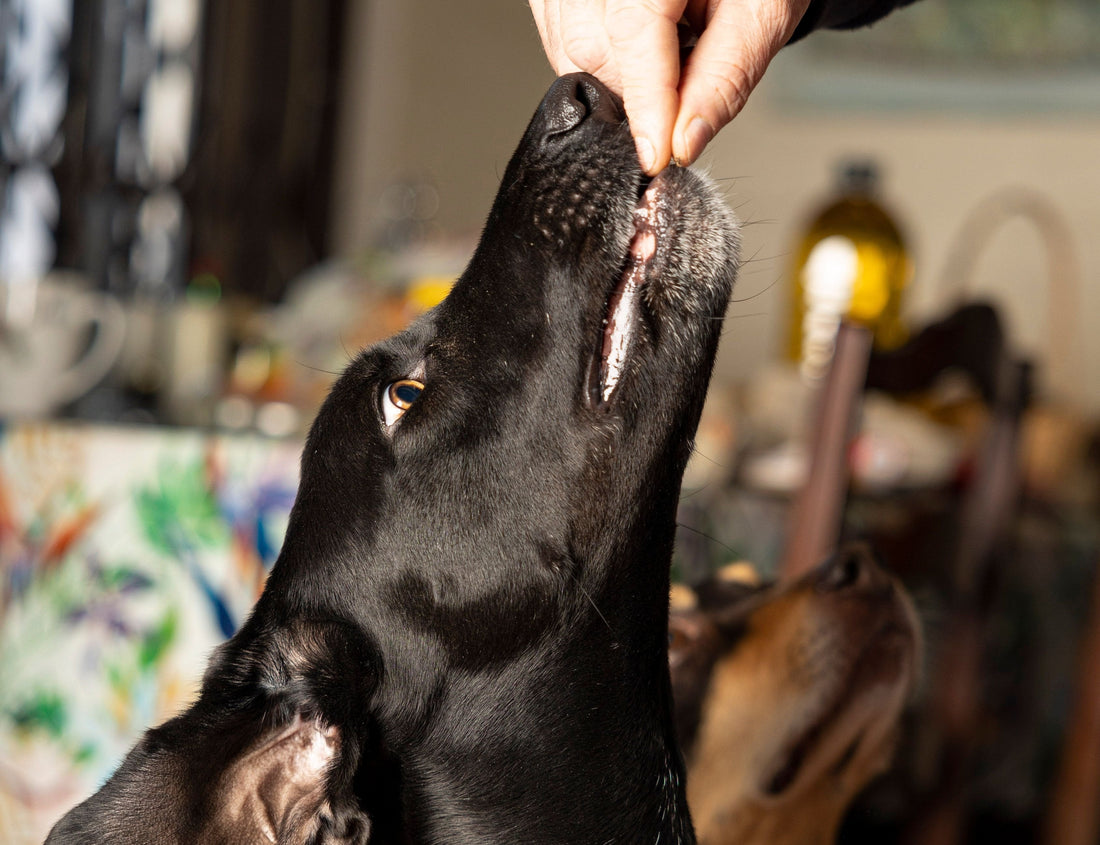 Black dog being given a natural chew treat by hand indoors