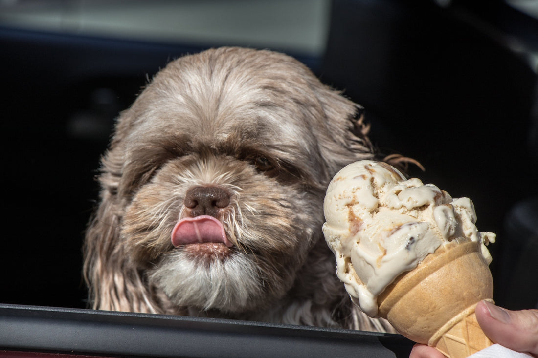 Where can you buy dog ice cream?