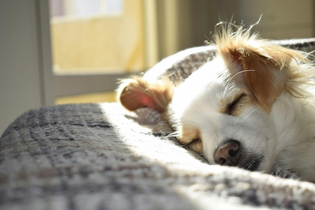 Small white and tan dog sleeping peacefully on a soft blanket in warm sunlight