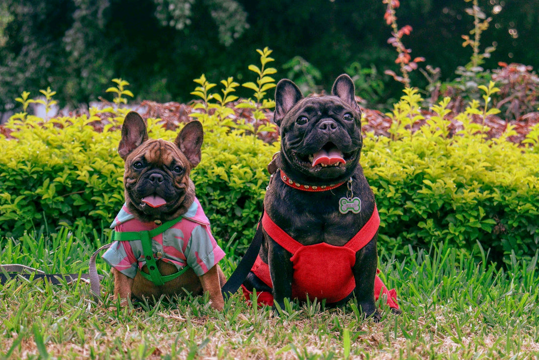 Top French Bulldog Gifts for Every Dog Lover