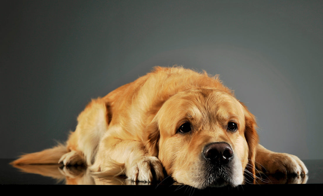 Golden Labrador puppy lying down and resting indoors
