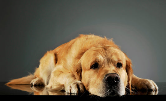 Golden Labrador puppy lying down and resting indoors