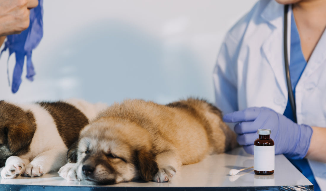 What is rheumocam for dogs?