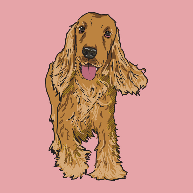 Cocker Spaniel-WEB