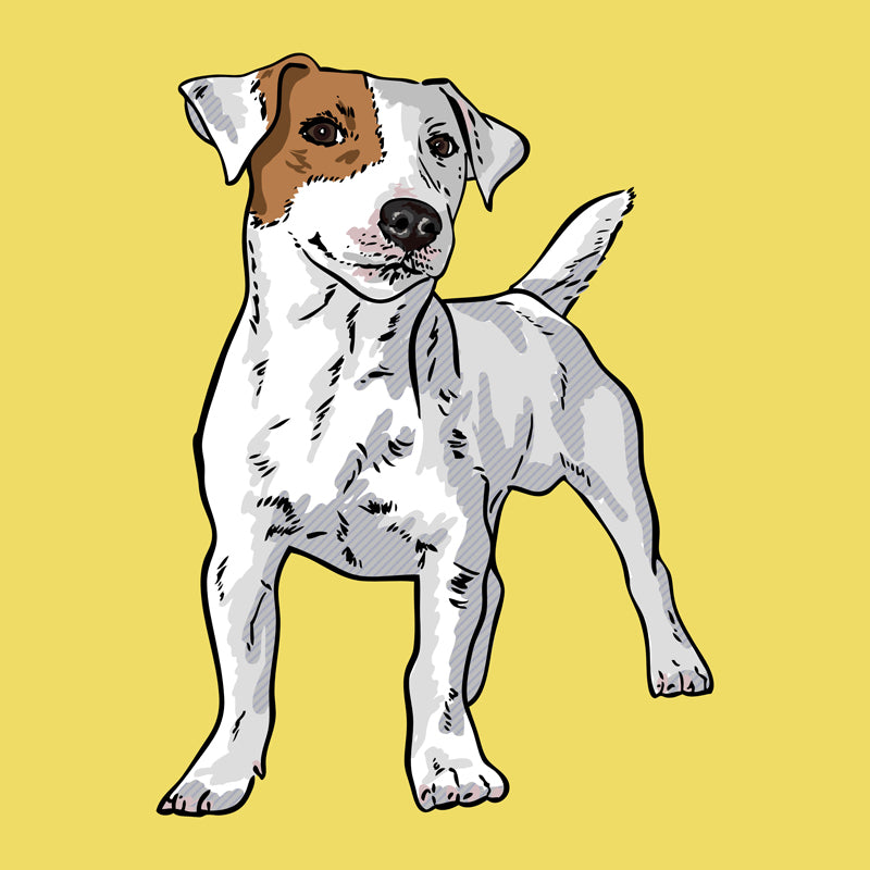 Jack Russel-WEB