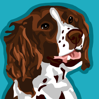 A2-Springer Spaniel-WEB