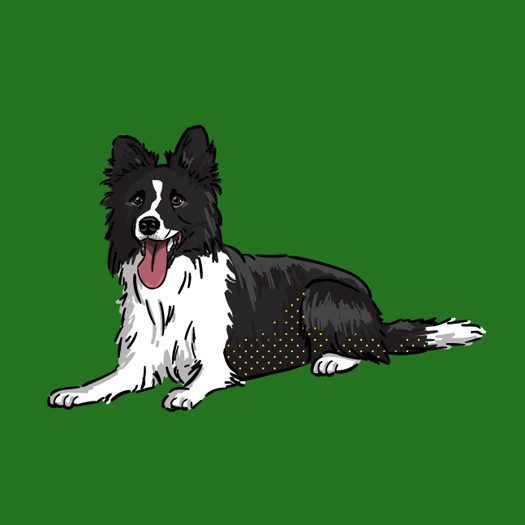 Border-Collie-products2