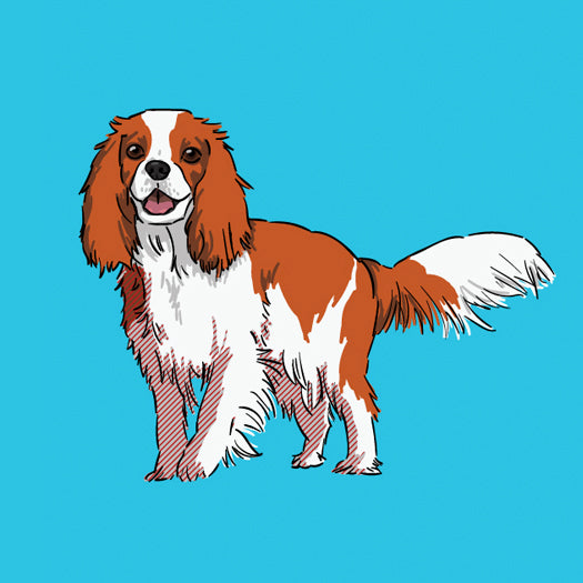 Cavalier-King-Charles-Spaniel-products