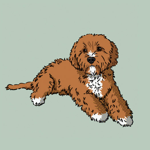 Cavapoo-products