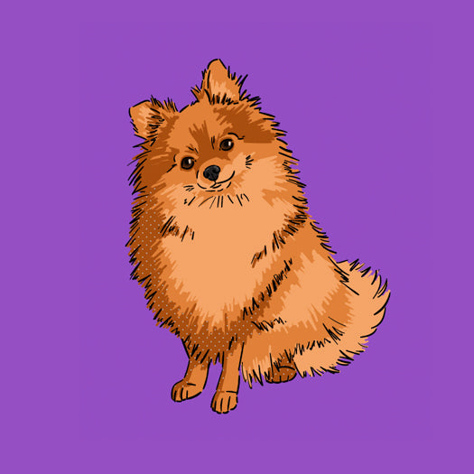 Pomeranian-products